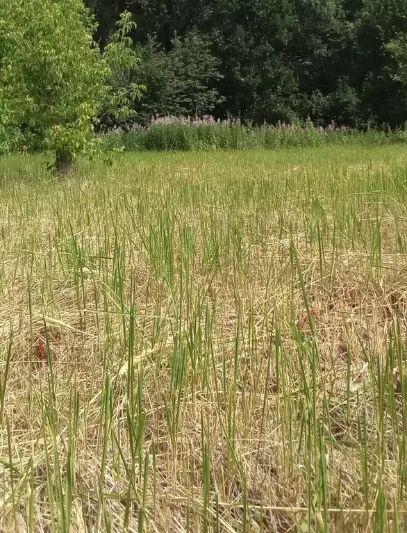 Участок в Нижегородская область, Балахнинский муниципальный округ, ... - Фото 2