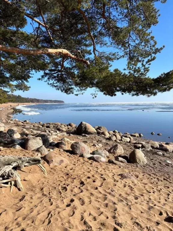 Участок в Санкт-Петербург, Санкт-Петербург, Зеленогорск Приморское ш., ... - Фото 0