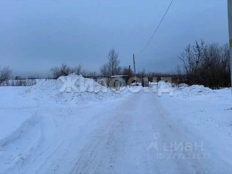 Участок в Новосибирская область, Коченевский район, Поселок Чистые ... - Фото 2