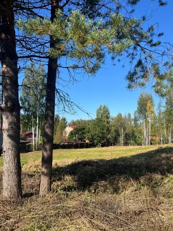Участок в Ленинградская область, Всеволожский район, Куйвозовское ... - Фото 1