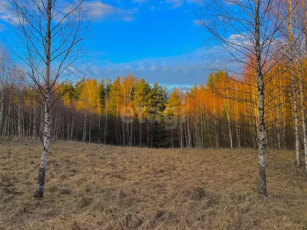 Участок в Псковская область, Печорский муниципальный округ, д. Кудина ... - Фото 1