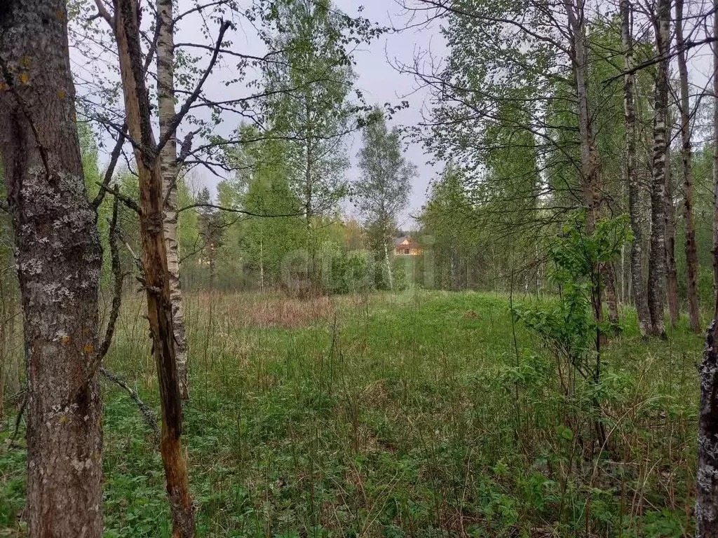 Участок в Ленинградская область, Всеволожский район, Куйвозовское ... - Фото 1