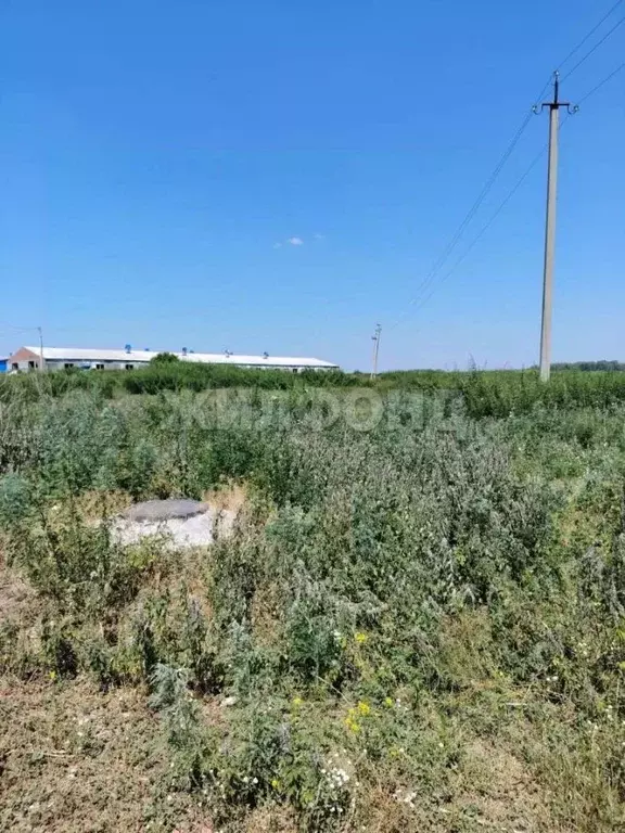Участок в Новосибирская область, Новосибирский район, Ярковский ... - Фото 1