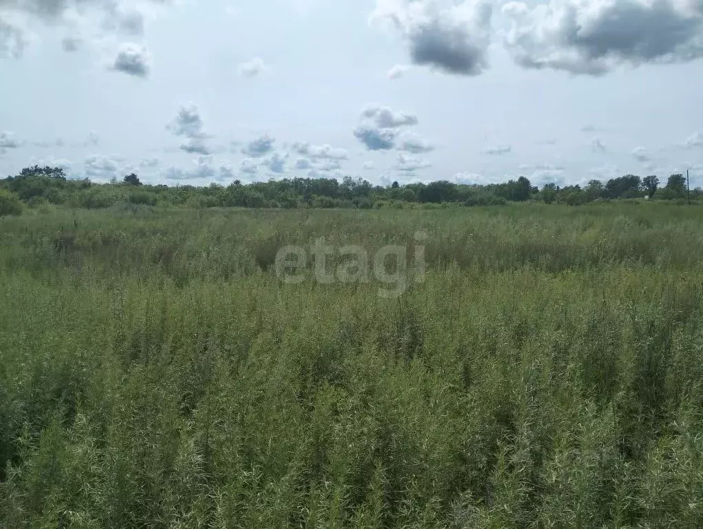 Участок в Амурская область, Благовещенский район, с. Волково  (9.2 ... - Фото 2