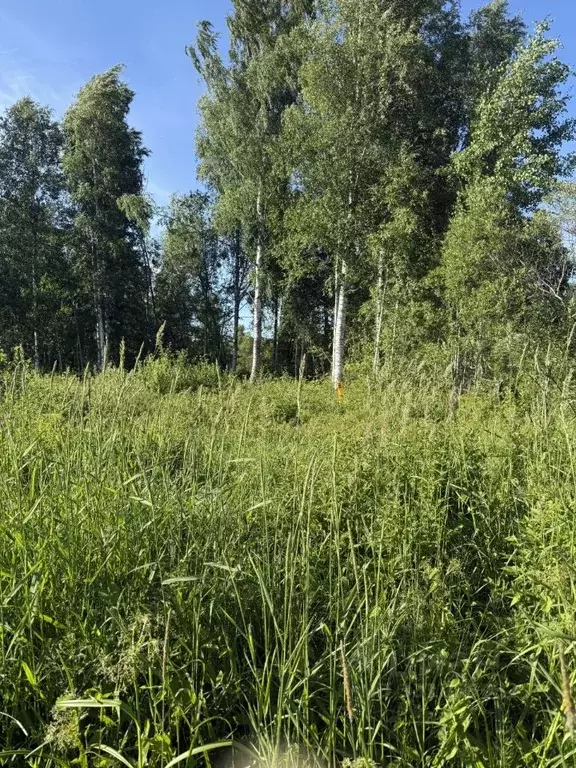 Участок в Ленинградская область, Приозерский район, Ромашкинское ... - Фото 1