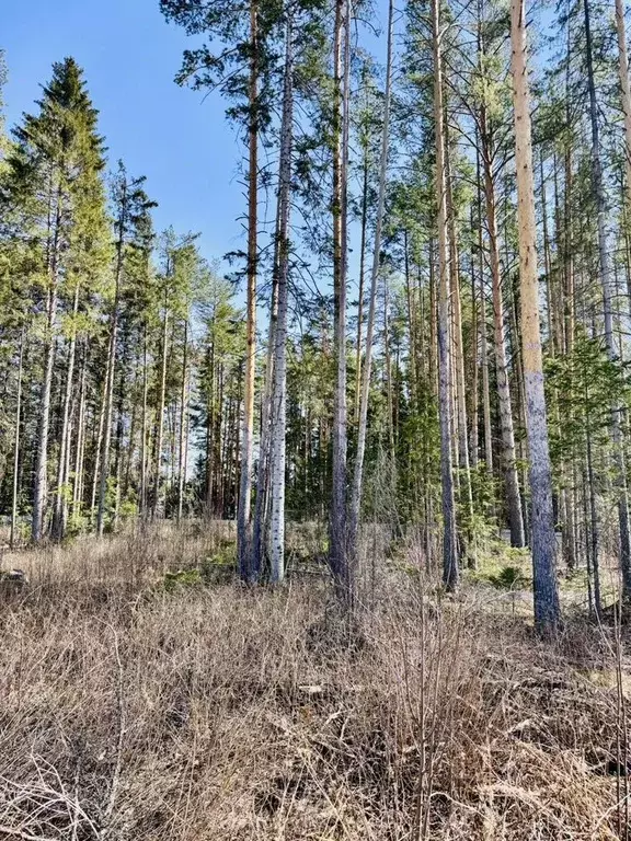 Участок в Свердловская область, Ревда Рябиновая ул. (12.0 сот.) - Фото 2
