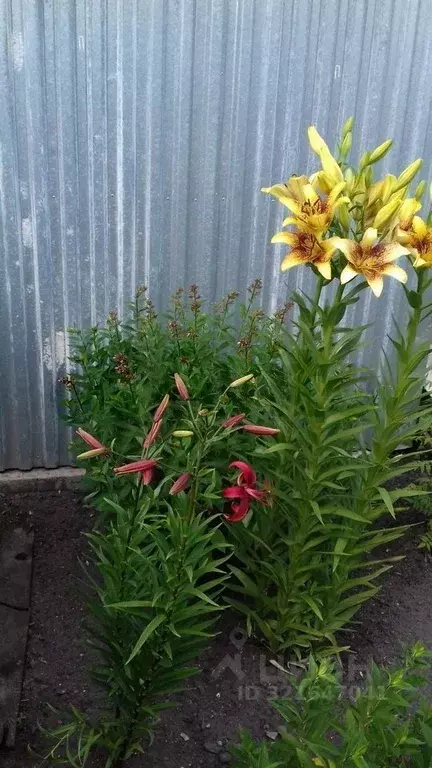 Дом в Белгородская область, Старооскольский городской округ, с. ... - Фото 2