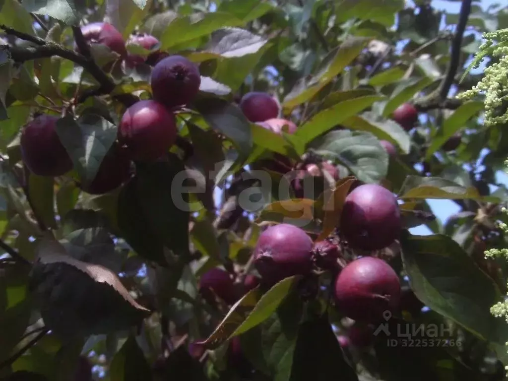 Дом в Псковская область, Пушкиногорье городское поселение, д. Гарино ... - Фото 1