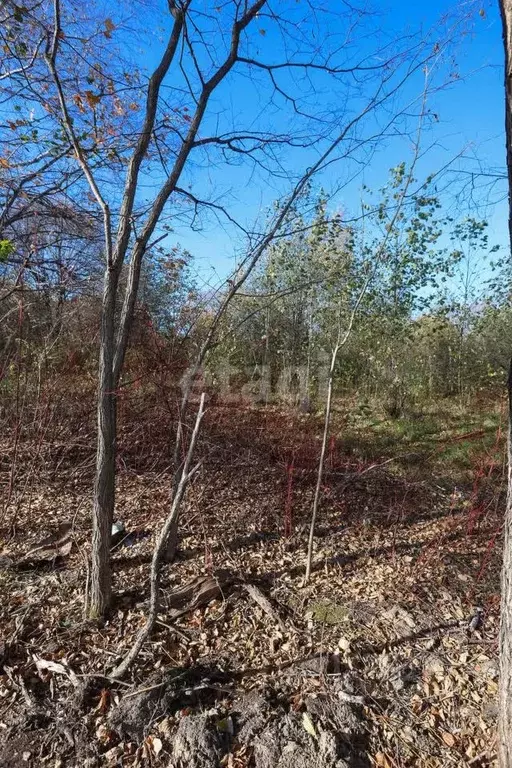Участок в Хабаровский край, Хабаровский район, с. Сосновка пер. Дерсу ... - Фото 2