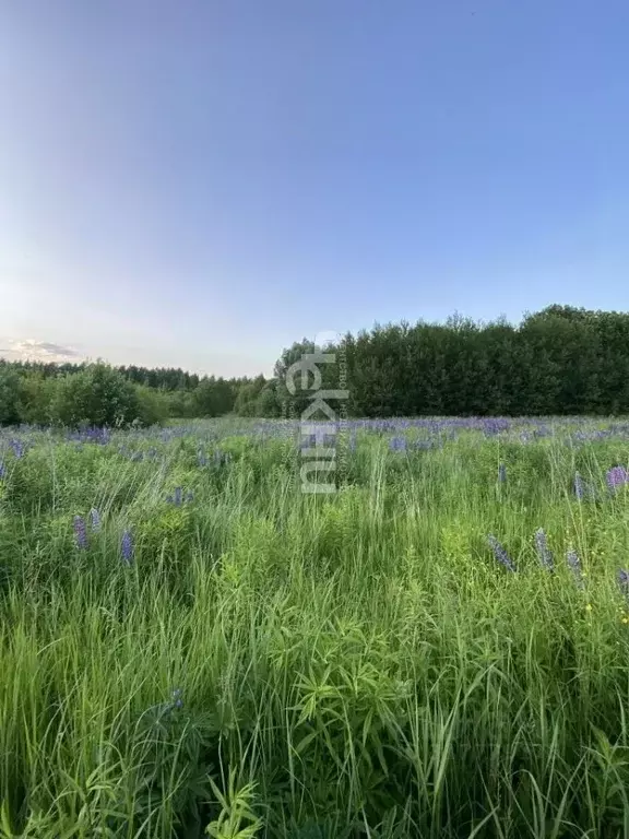 Участок в Нижегородская область, Богородский муниципальный округ, ... - Фото 0