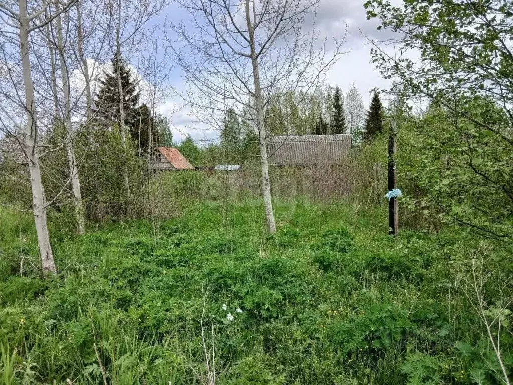 Участок в Ленинградская область, Волховский район, Кисельнинское ... - Фото 1