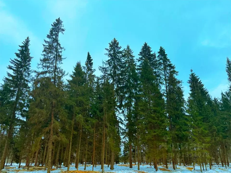 Участок в Московская область, Клин городской округ, д. Поджигородово  ... - Фото 0