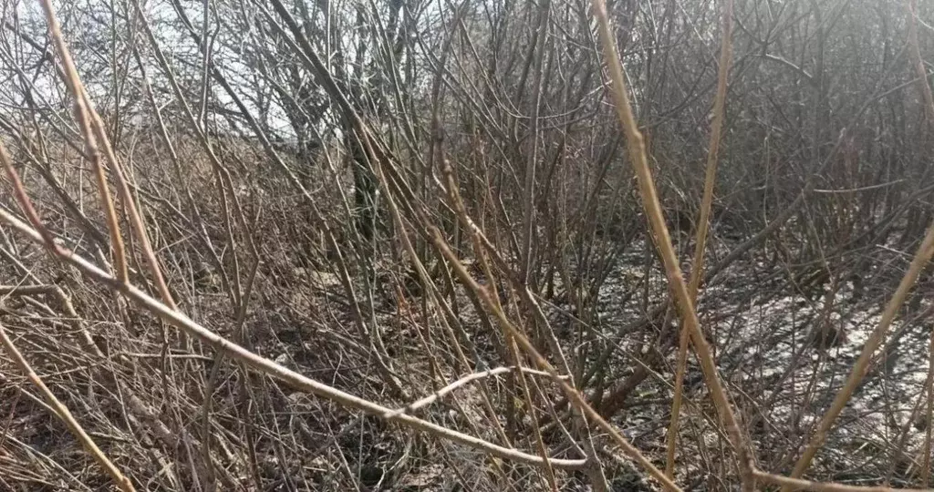 Участок в Московская область, Дмитровский муниципальный округ, пос. ... - Фото 1