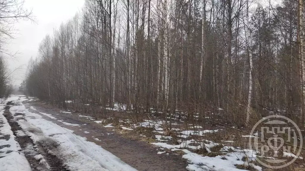 Участок в Ленинградская область, Всеволожский район, Романовское ... - Фото 1