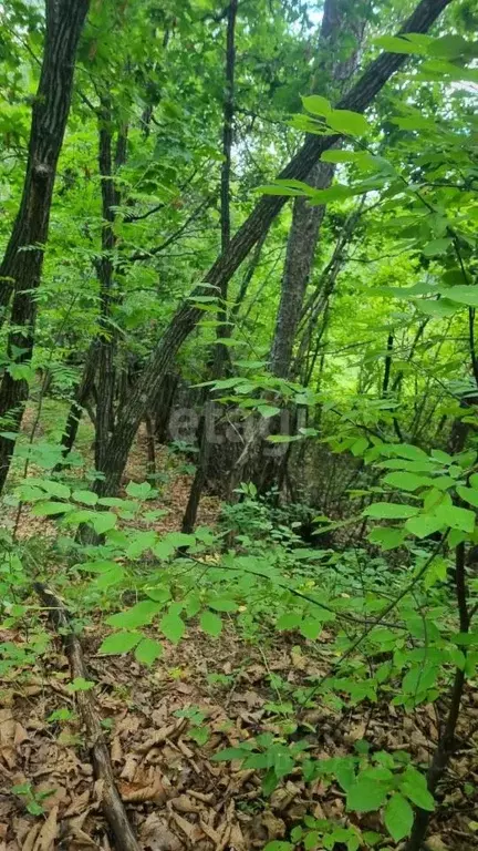 Участок в Амурская область, Благовещенск  (11.6 сот.) - Фото 0