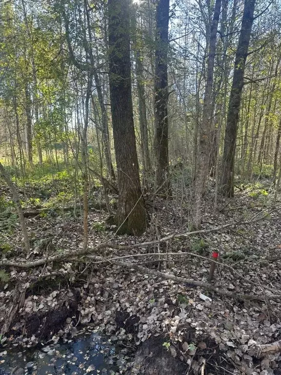 Участок в Псковская область, Гдовский район, Добручинская волость, д. ... - Фото 2