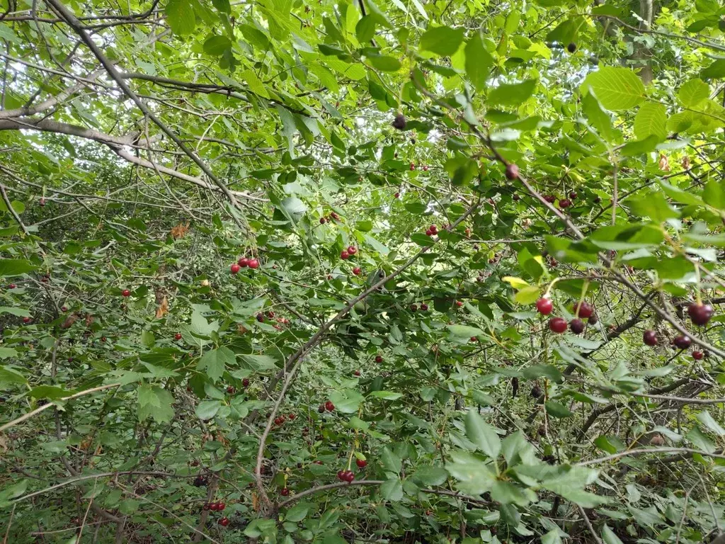 Дом в Астраханская область, Приволжский район, Снабженец садовое ... - Фото 2