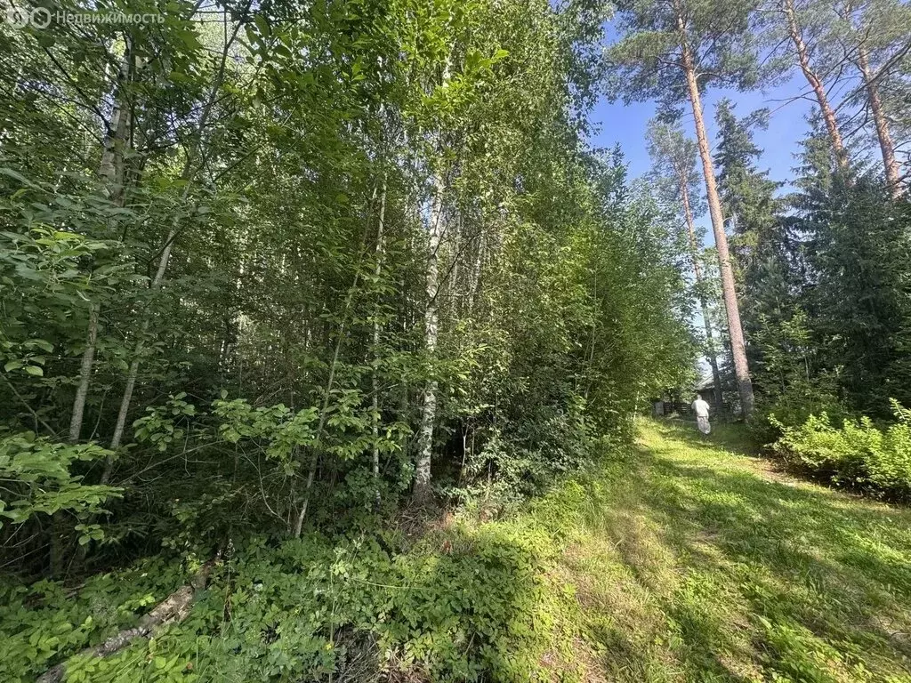Участок в посёлок Ильичёво, Берёзовый проезд (15 м) - Фото 2