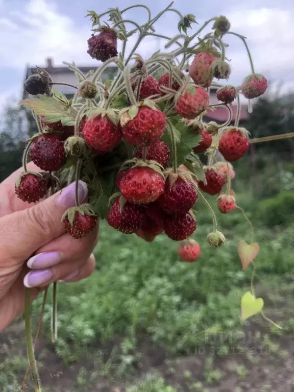 Участок в Алтайский край, Барнаул Пригородное СНТ, 450 (10.0 сот.) - Фото 1