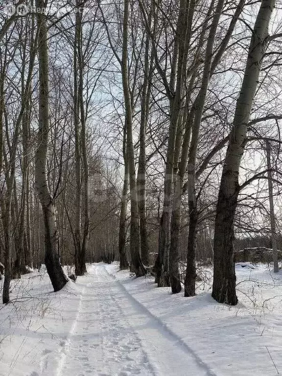 Участок в Искитимский район, Мичуринский сельсовет, СПК Восток-2 (6 м) - Фото 2