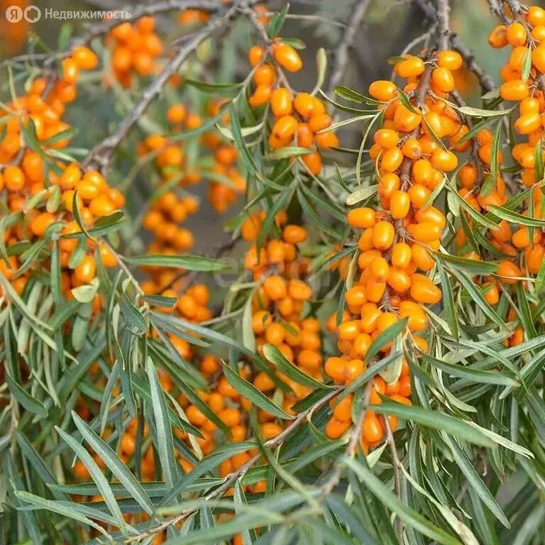 Дом в Заиграевский район, сельское поселение Дабатуйское, СНТ ... - Фото 2