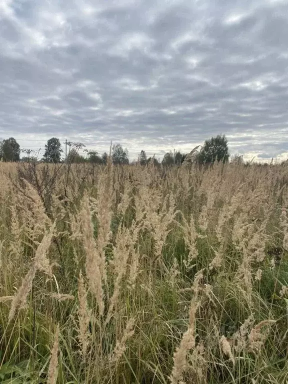 Участок в Московская область, Лотошино муниципальный округ, пос. ... - Фото 1
