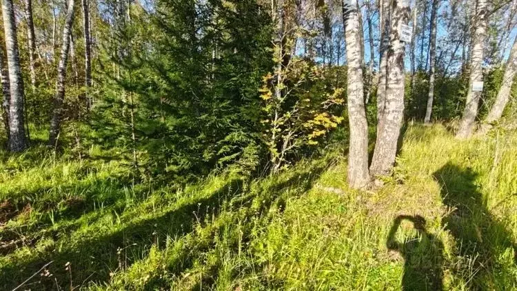 Участок в Московская область, Рузский муниципальный округ, Папино тер. ... - Фото 2