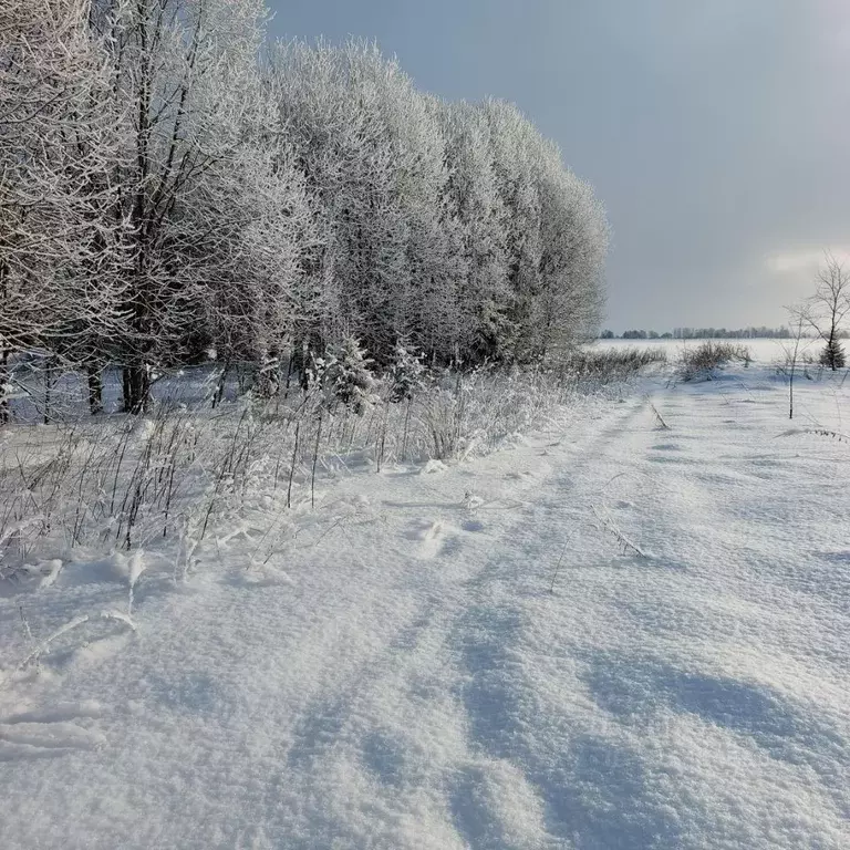 Участок в Ленинградская область, Волосовский район, Калитинское с/пос, ... - Фото 1