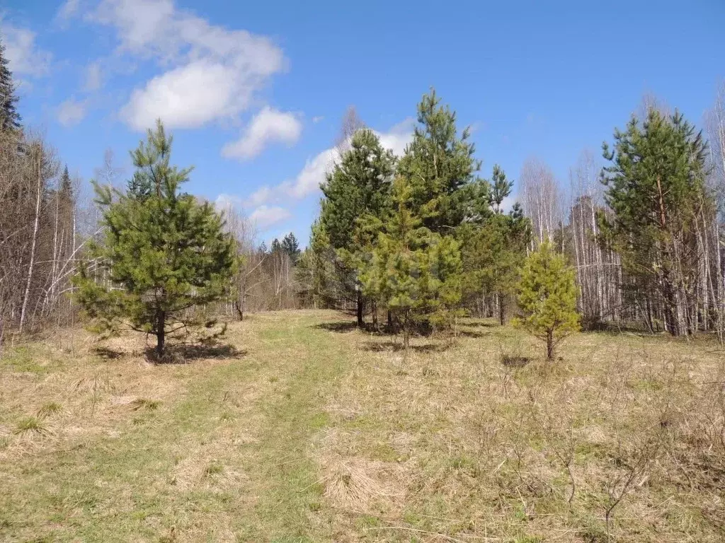 Участок в Алтай, Турочакский район, с. Верх-Бийск Школьная ул. (130.0 ... - Фото 1