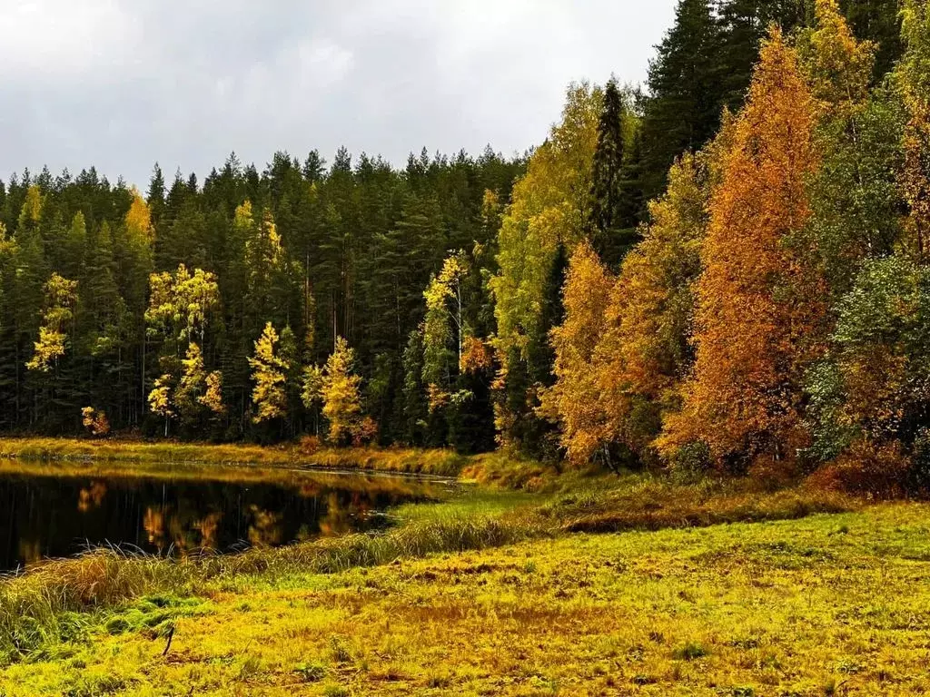 Дом в Карелия, Пряжинский район, пос. Матросы пер. Шуйский, 11 (34 м) - Фото 2