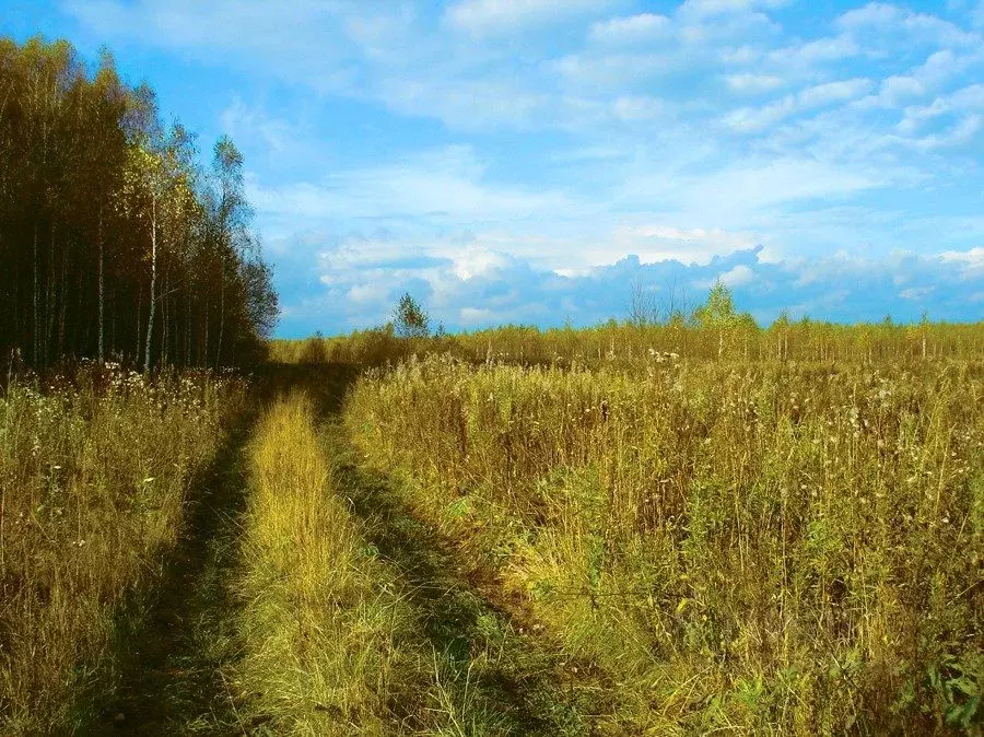 Участок в Ленинградская область, Ломоносовский район, Лопухинское ... - Фото 2