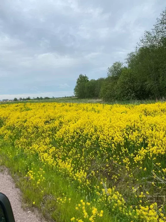 Участок в Ленинградская область, Ломоносовский район, Лопухинское ... - Фото 0