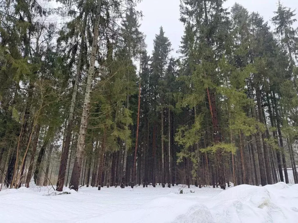 Участок в Московская область, Дмитровский муниципальный округ, д. ... - Фото 1