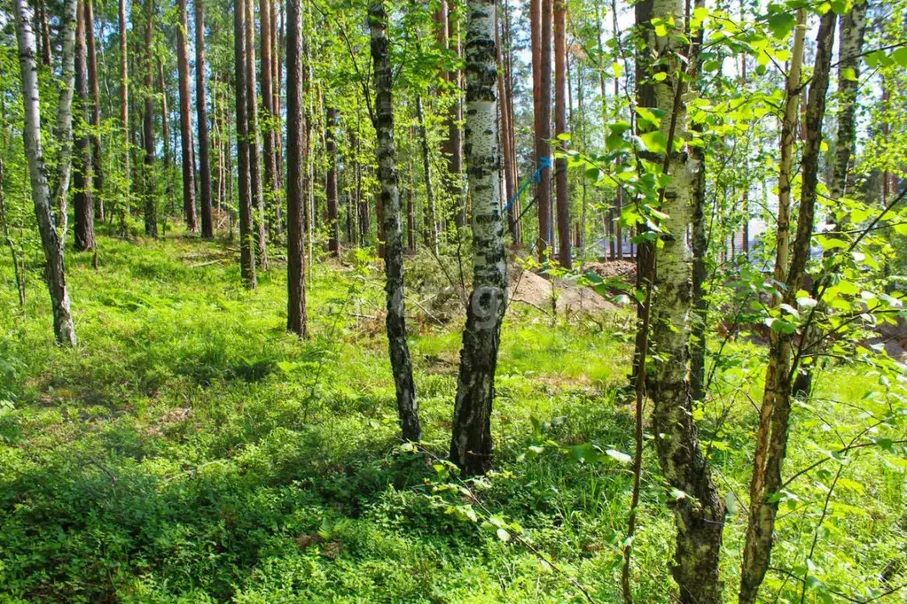 Участок в Свердловская область, Сысертский муниципальный округ, ... - Фото 1