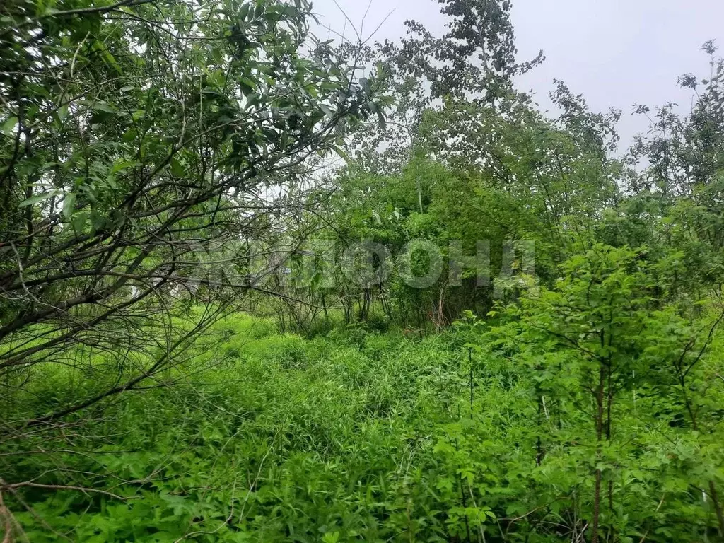 Участок в Новосибирская область, Новосибирск Золотая Горка СНТ, аллея ... - Фото 2