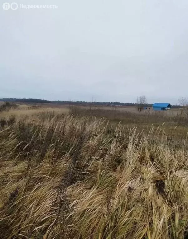 Участок в Волосовский район, Калитинское сельское поселение, деревня ... - Фото 1