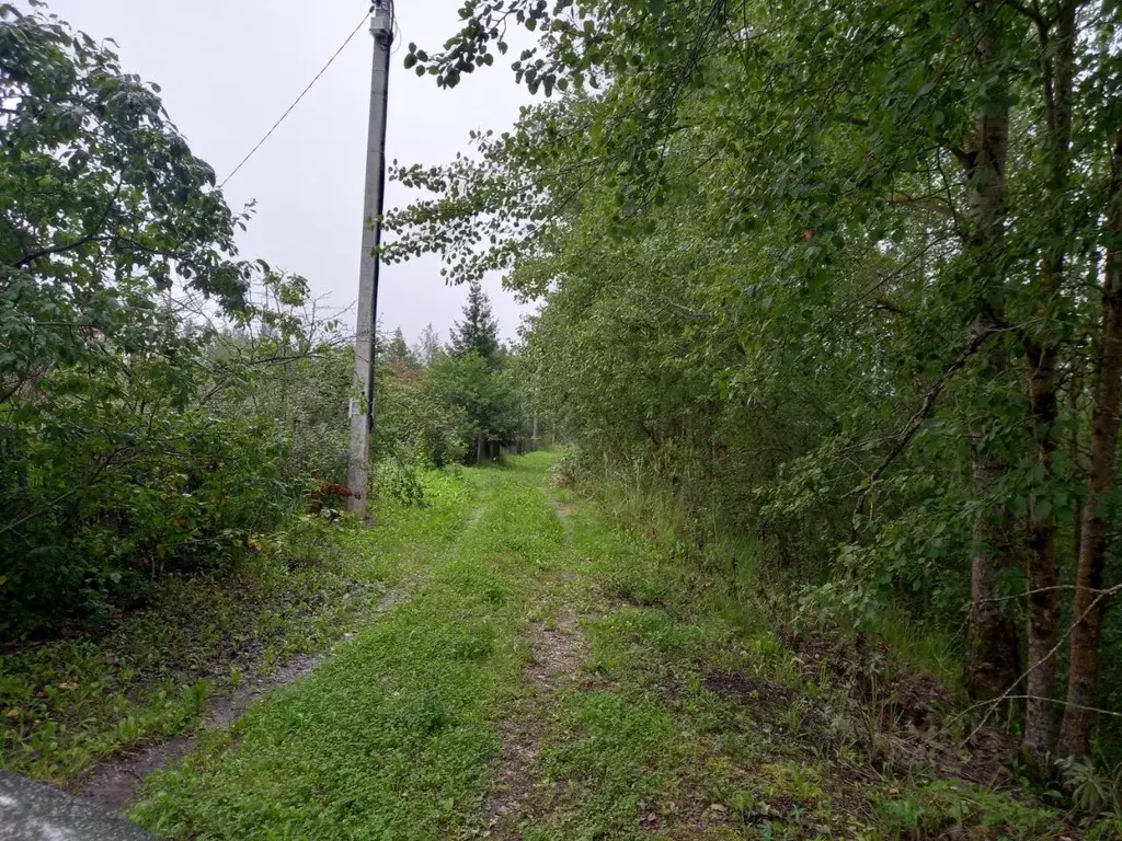 Участок в Новгородская область, Новгородский район, Панковское ... - Фото 1