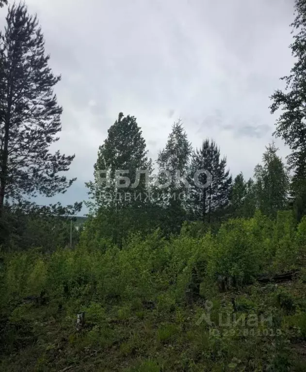 Участок в Пермский край, Березники № 99 СНТ,  (9.6 сот.) - Фото 1