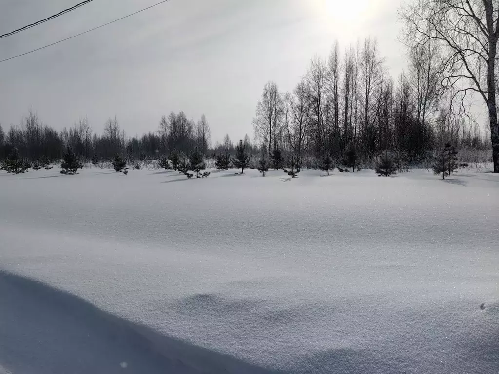 Участок в Новосибирская область, Новосибирский район, Барышевский ... - Фото 1