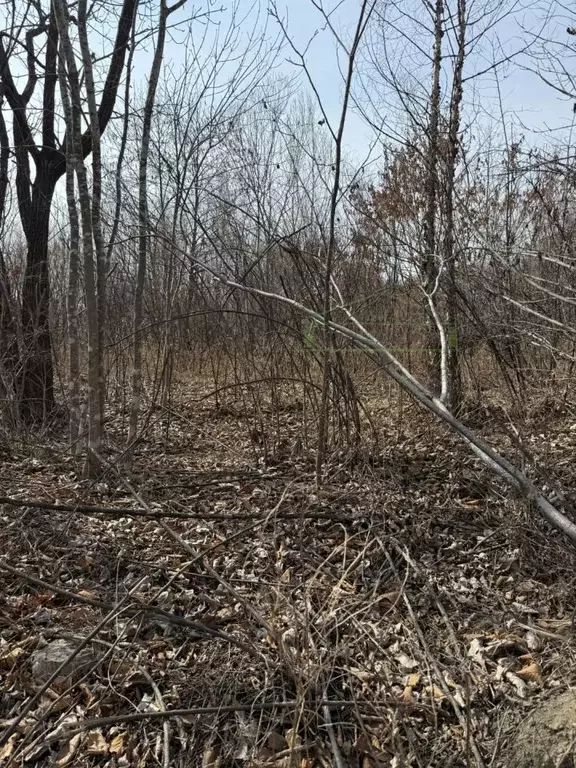 Участок в Приморский край, Артем Амур СНТ,  (10.0 сот.) - Фото 1