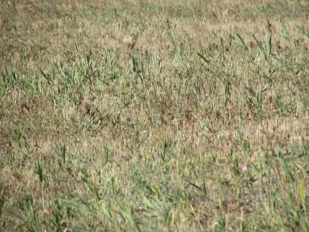 Участок в Волгоградская область, Быковский район, Новоникольское ... - Фото 2