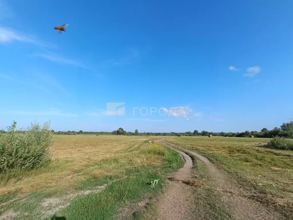 Участок в Новосибирская область, Колыванский район, с. Скала  (3745.2 ... - Фото 1