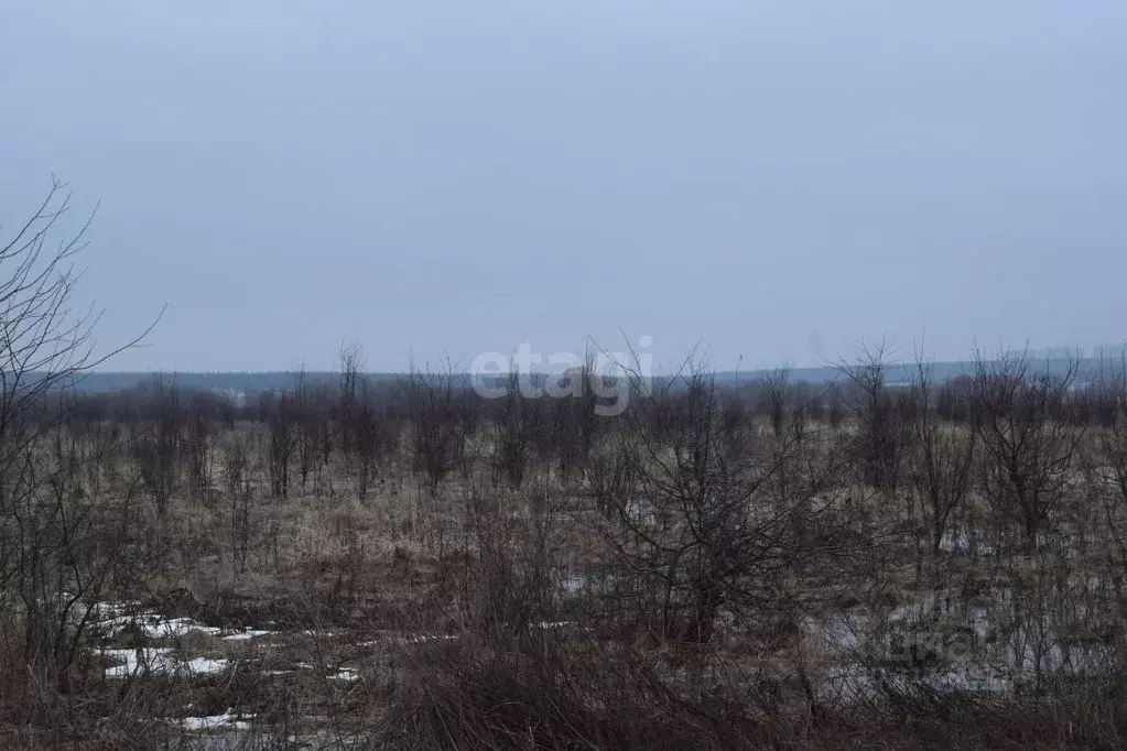 Участок в Воронежская область, Хохольский район, с. Новогремяченское ... - Фото 1
