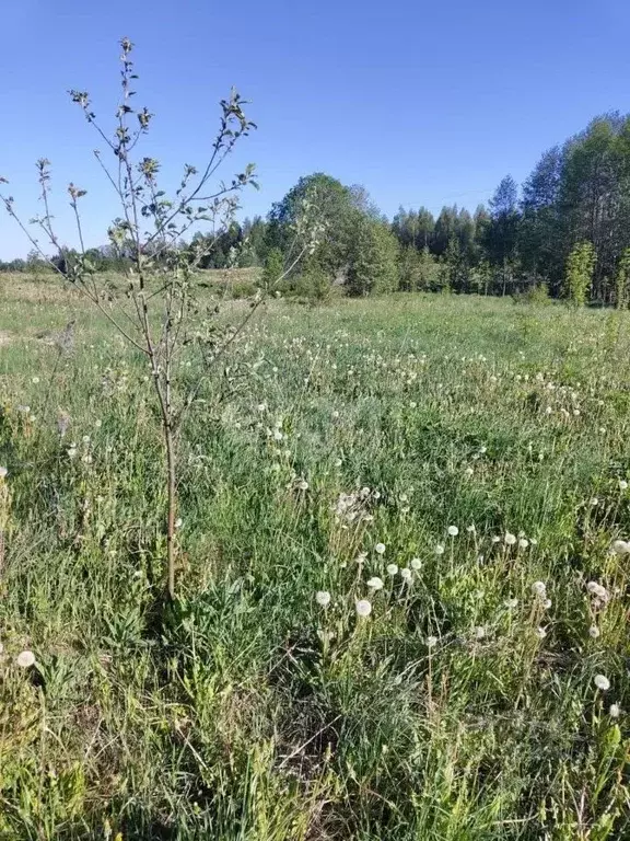 Участок в Псковская область, Печорский муниципальный округ, д. ... - Фото 1
