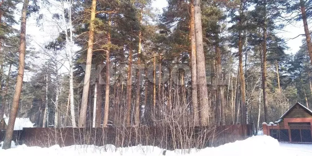 Участок в Новосибирская область, Новосибирский район, Мочищенский ... - Фото 1