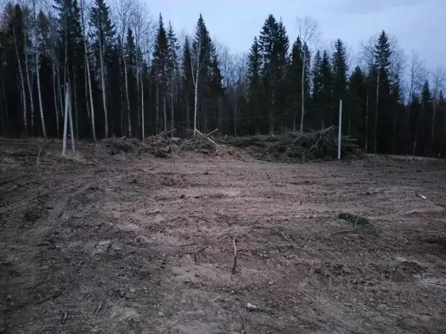 Участок в Пермский край, Березники ул. Благополучия, 14 (14.1 сот.) - Фото 1