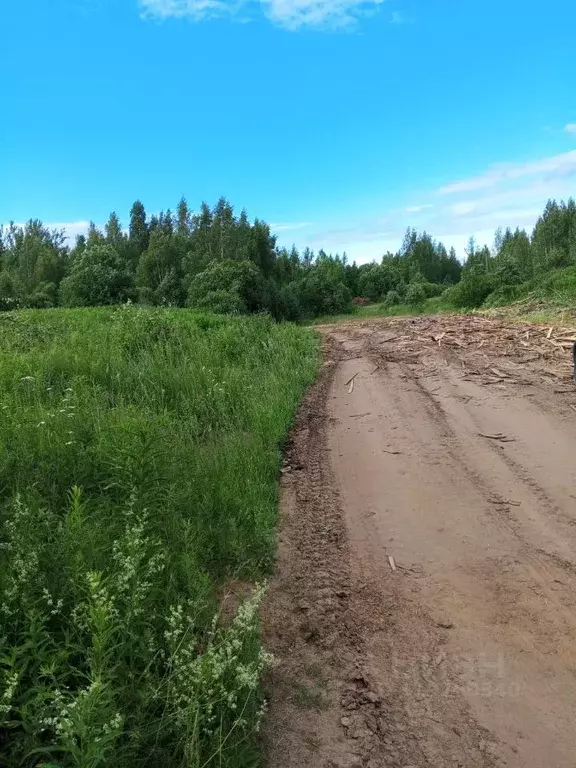 Участок в Новгородская область, Окуловский район, Березовикское с/пос, ... - Фото 2
