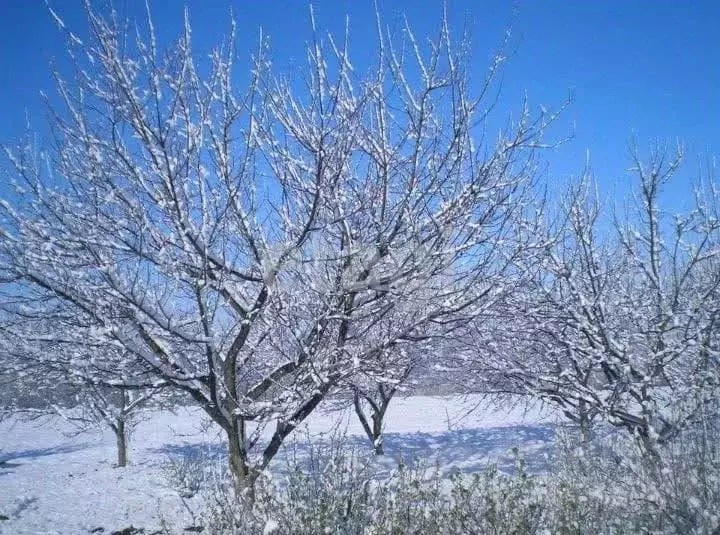 Участок в Брянская область, Брянск 50 лет Советской власти садовое ... - Фото 2