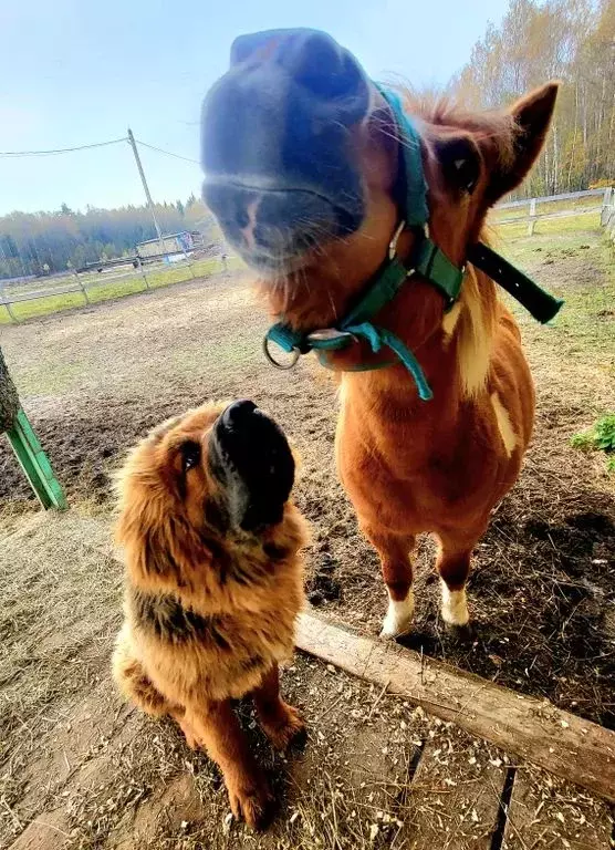 Дом в Московская область, Домодедово городской округ, д. Немцово  (70 ... - Фото 2