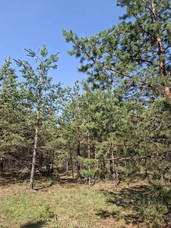 Участок в Владимирская область, Муром Ратник СНТ,  (6.0 сот.) - Фото 2